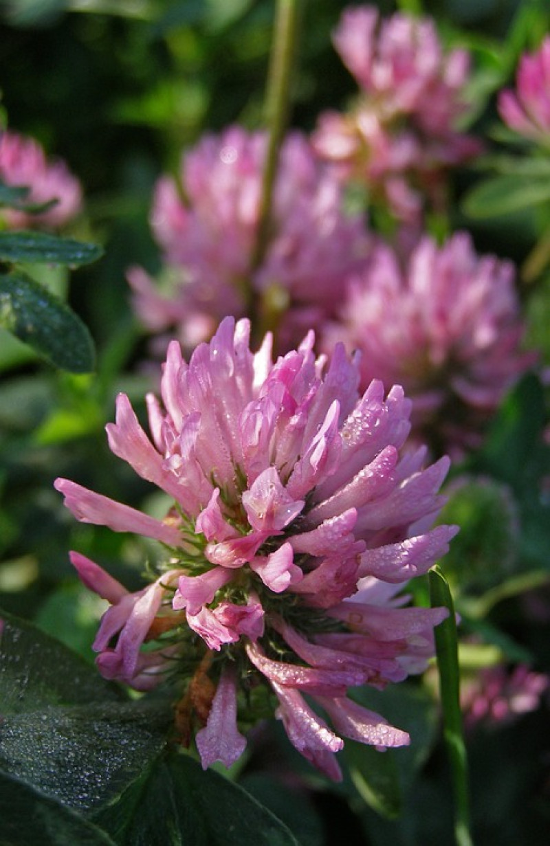red-clover-Trifolium pratense – rode Klaver-bloem
